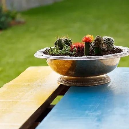 Garden * 波尔图